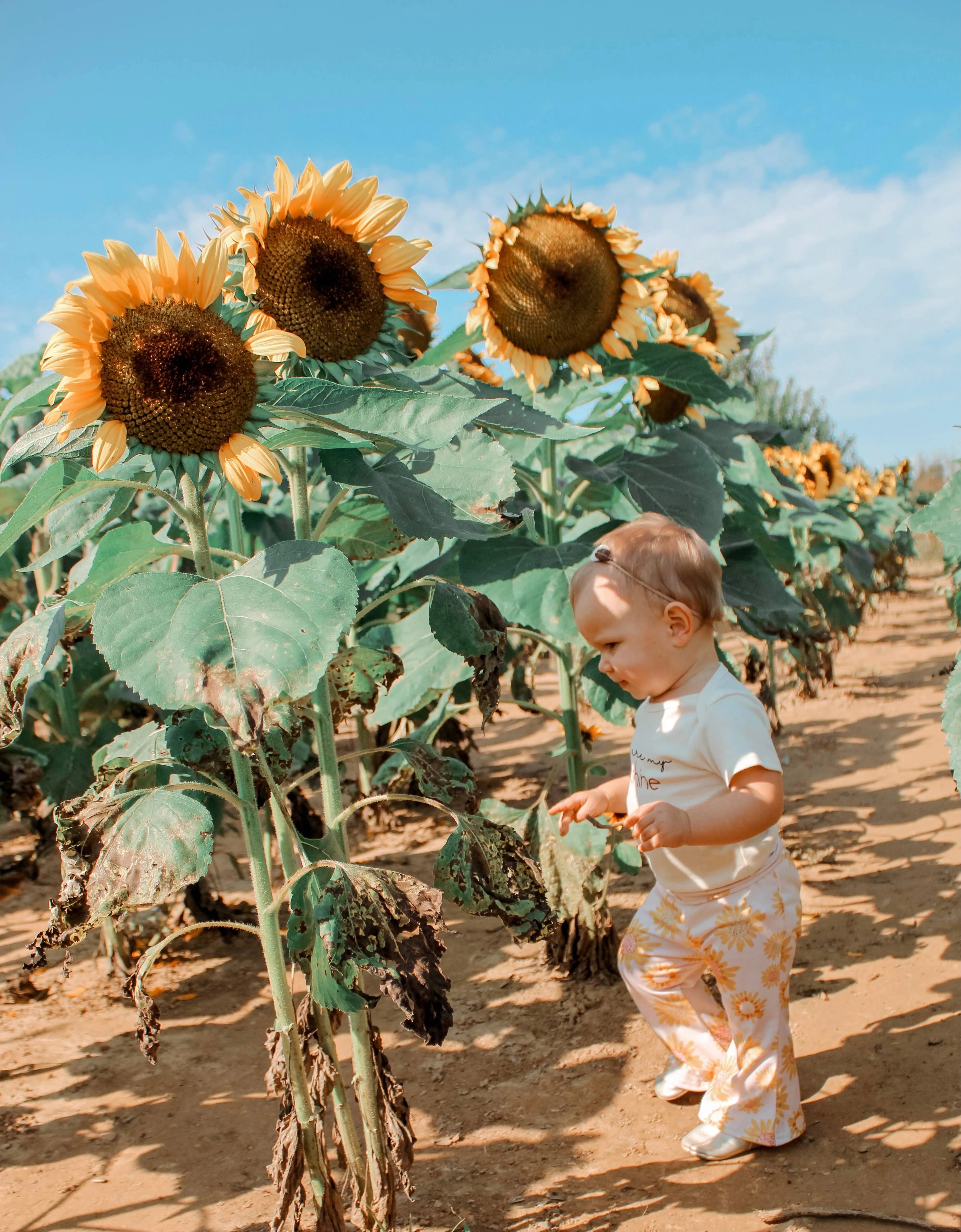 Sunflower Bell Bottoms